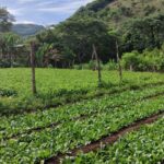 Culantro o chicoria agosto 2025