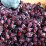 Nicaragua incrementa producción de flor de Jamaica para uso culinario y medicinal