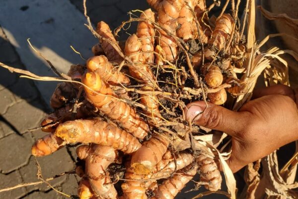 Cúrcuma se consolida como cultivo para pequeños y medianos productores nicaragüenses