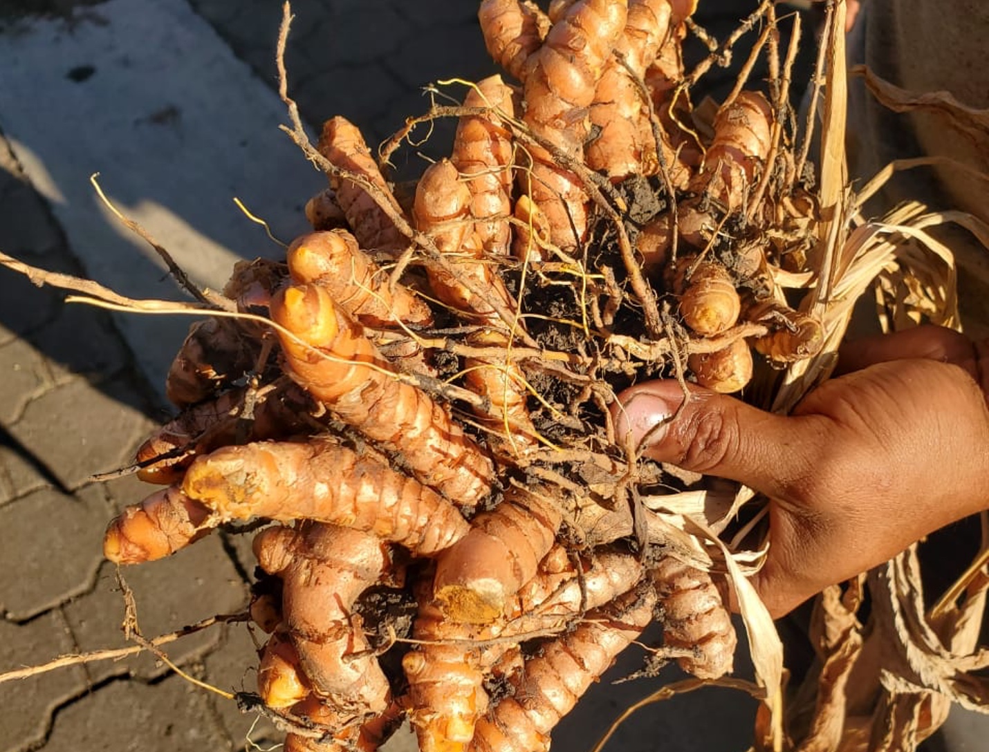 Cúrcuma se consolida como cultivo para pequeños y medianos productores nicaragüenses