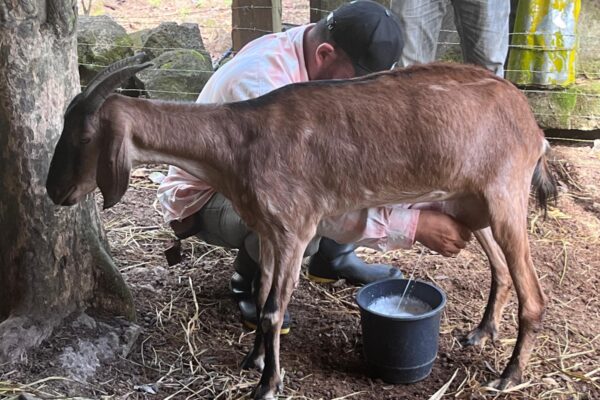 El Ministerio Agropecuario (MAG) reporta una producción de leche de cabra de 651,600 litros a julio 2025