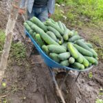 El pepino fortalece la economía familiar: MAG proyecta cosecha de 3.7 millones de unidades en agosto