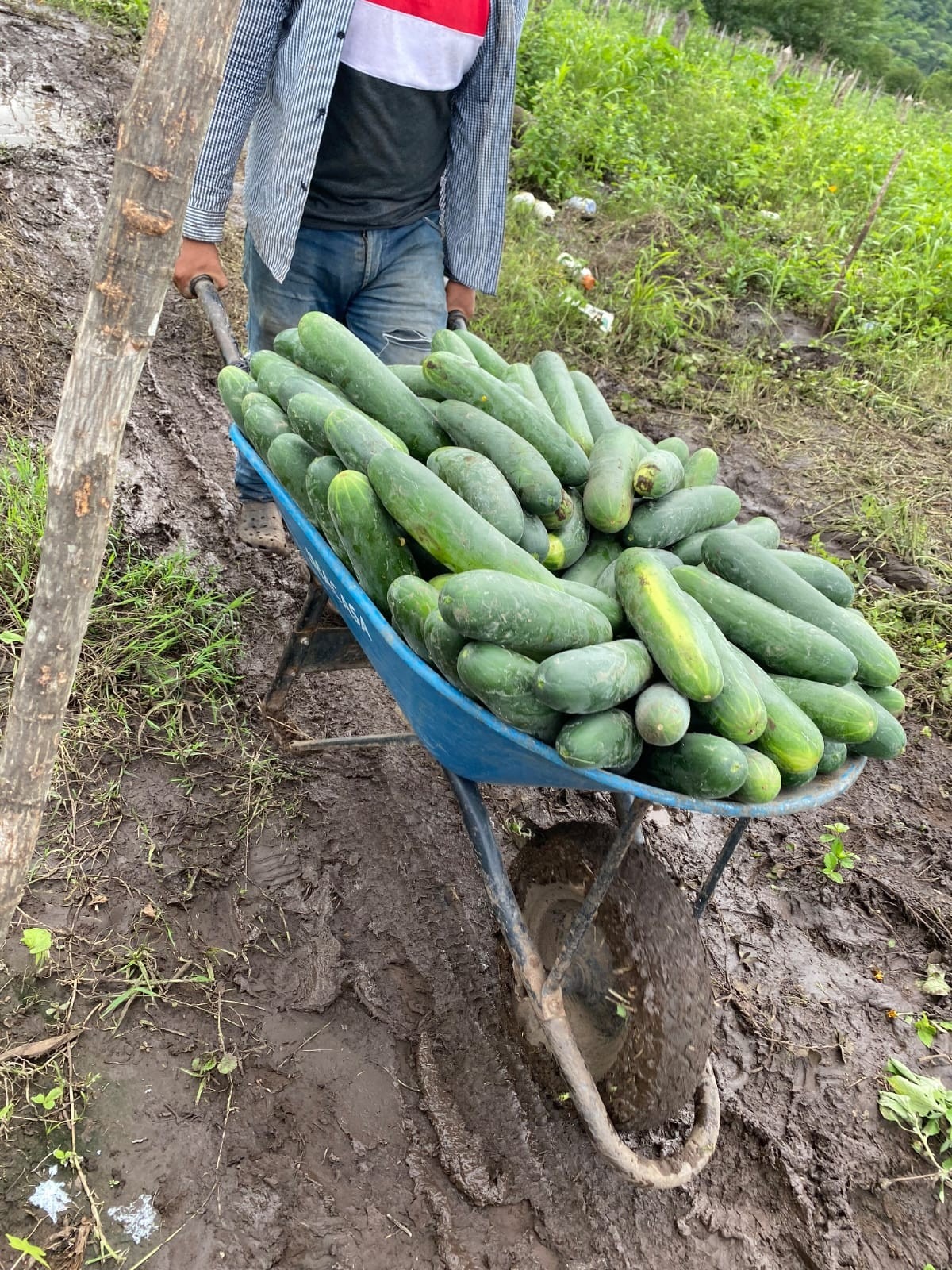 El pepino fortalece la economía familiar: MAG proyecta cosecha de 3.7 millones de unidades en agosto