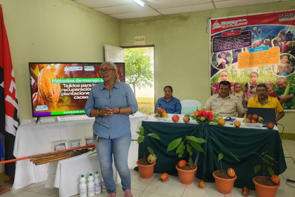 Capacitan a productores de Nueva Guinea en métodos de poda para mejorar cultivo de cacao
