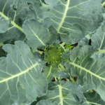 Brócoli: cosecha esperada de más de 715 mil unidades en Agosto 2025