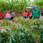 INTA impulsa mayor producción de yuca con nuevas variedades de alto rendimiento