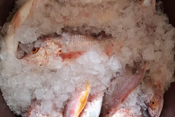 Fortaleciendo la sostenibilidad pesquera en Pacífico Norte