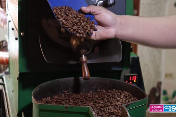 Inaugurarán Escuela de Café en San Juan de Río Coco para fortalecer la producción cafetalera