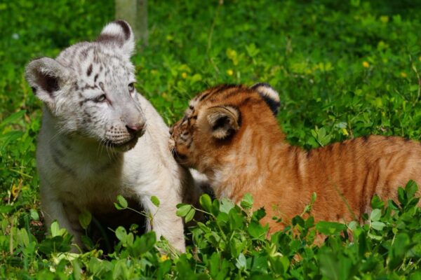 Zoológico Nacional celebra el nacimiento de dos tigresas, incluida una rara cría blanca