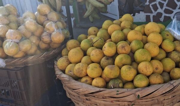 Mercados Nacionales Garantizan Abastecimiento Total para las Festividades marianas