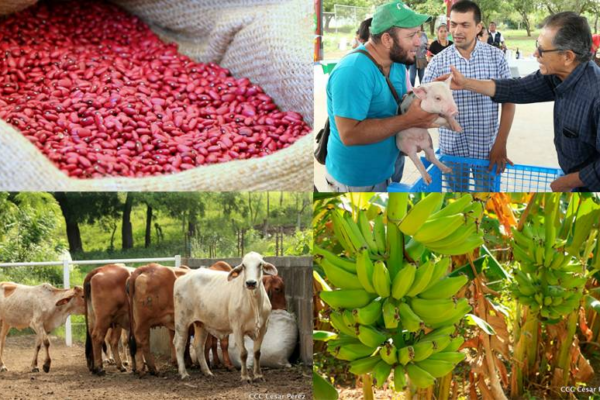 Gobierno de Nicaragua presentará el Plan Nacional de Producción 2025 esta semana