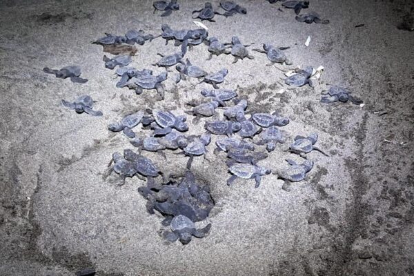 Liberan tortuguillos en Chacocente para proteger especie en peligro