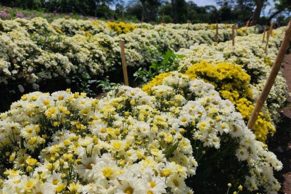 Nicaragua cosecha más de  778 mil docenas de flores en cuatro departamentos