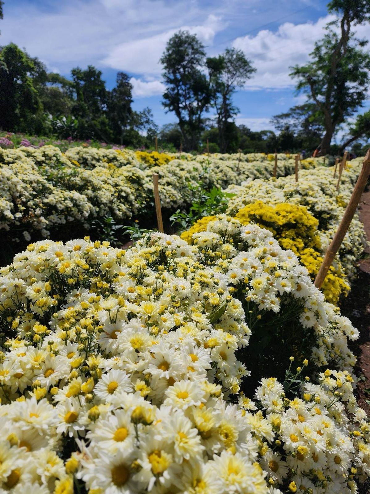 Nicaragua cosecha más de  778 mil docenas de flores en cuatro departamentos