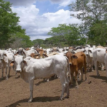 IPSA fortalece la sanidad agropecuaria y consolida certificaciones internacionales en 2025