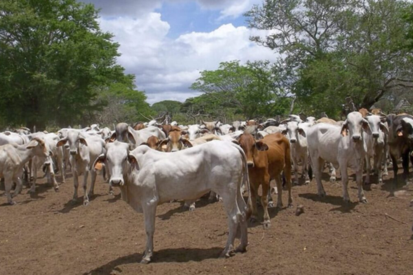 IPSA fortalece la sanidad agropecuaria y consolida certificaciones internacionales en 2025