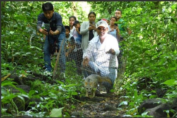 Centro Nacional de Rescate ha rehabilitado más de 1,500 animales silvestres en Nicaragua