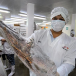 IPSA refuerza vigilancia sanitaria en procesamiento de langosta para exportación