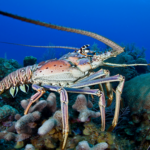 Nicaragua inicia veda de langosta del Caribe para proteger su reproducción