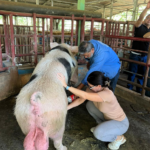 IPSA refuerza bioseguridad en granjas porcinas del país