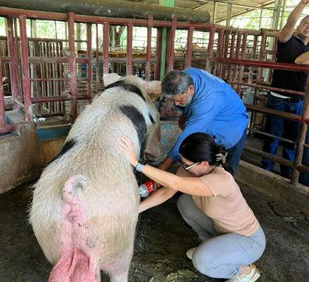 IPSA refuerza bioseguridad en granjas porcinas del país