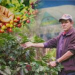 Jinotega será sede del cierre de la cosecha cafetalera 2025-2026