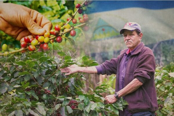Jinotega será sede del cierre de la cosecha cafetalera 2025-2026