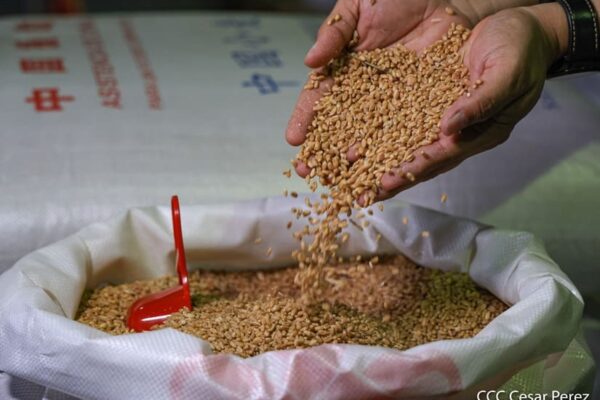Solidaridad entre pueblos: Nicaragua recibirá donación de urea y trigo de China