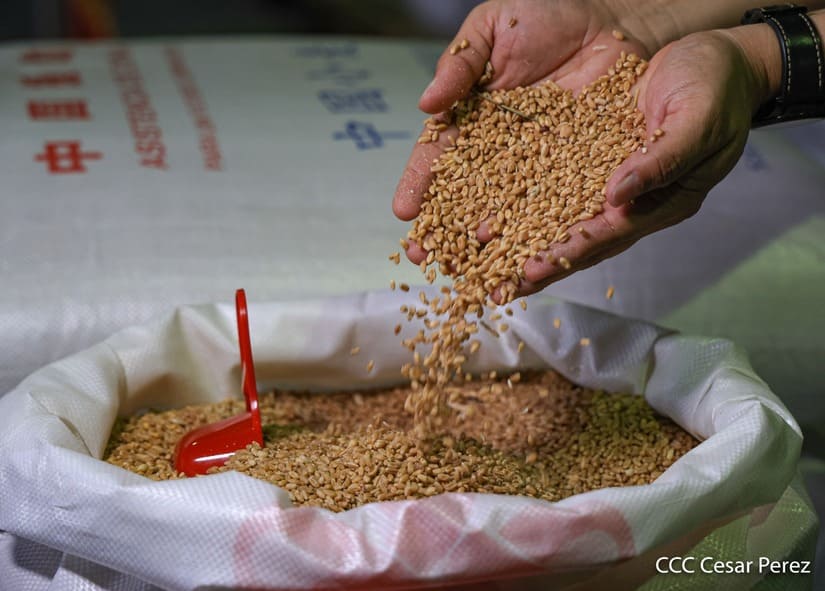 Solidaridad entre pueblos: Nicaragua recibirá donación de urea y trigo de China