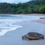 Nicaragua actualiza Sistema Nacional de Vedas 2026 para proteger biodiversidad