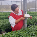 Nicaragua exporta 13.9 toneladas de esquejes ornamentales