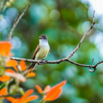 Nicaragua se suma al Centroamérica Big Day 2026 para promover su biodiversidad