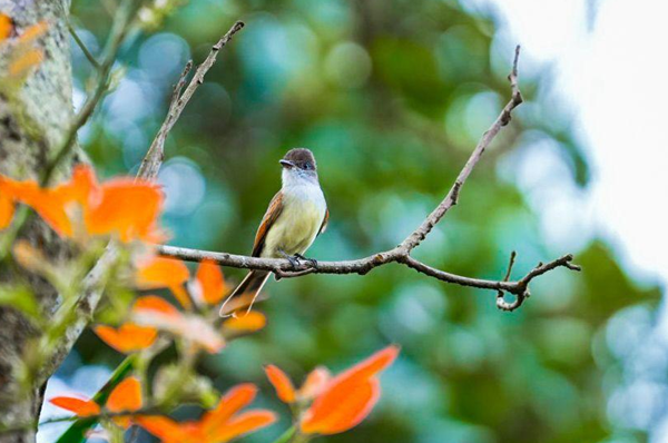 Nicaragua se suma al Centroamérica Big Day 2026 para promover su biodiversidad
