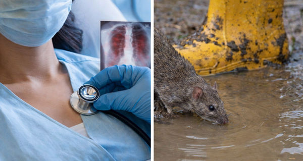 Menos enfermos de Neumonía y Leptospirosis