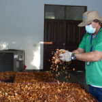 MARENA proyecta producir más de 100 mil plantas forestales con nueva metodología de siembra en tubetes