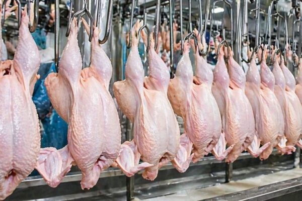 Nicaragua reporta más de 104 millones de libras de carne de pollo en marzo 2026