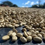 Café nicaragüense consolida su fuerza exportadora con 4.3 millones de quintales acopiados