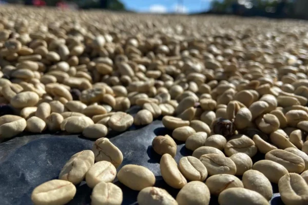 Café nicaragüense consolida su fuerza exportadora con 4.3 millones de quintales acopiados