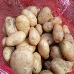 Producción de papa en abril 2026 muestra estabilidad y crecimiento