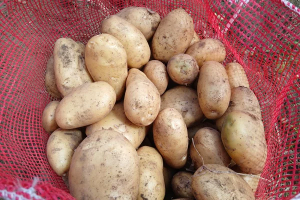 Producción de papa en abril 2026 muestra estabilidad y crecimiento