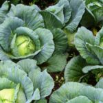 Producción de repollo en Abril 2026