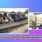 Nicaragua fortalece la ganadería con nueva herramienta digital para la trazabilidad bovina