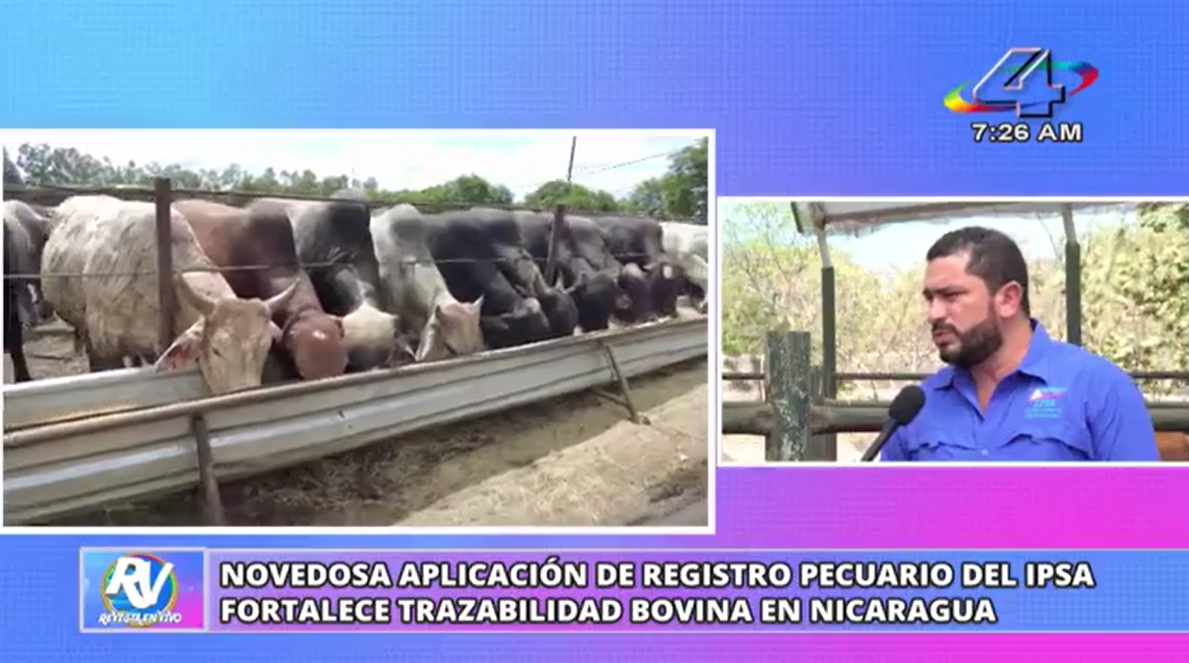 Nicaragua fortalece la ganadería con nueva herramienta digital para la trazabilidad bovina