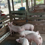 Crianza de cerdos impulsa ingresos en la economía familiar nicaragüense