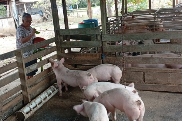 Crianza de cerdos impulsa ingresos en la economía familiar nicaragüense