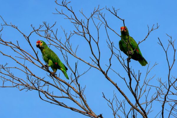 MARENA celebra el Día Mundial de las Aves Migratorias con avistamientos nacionales bajo el lema ‘Aves de Vida y Esperanza