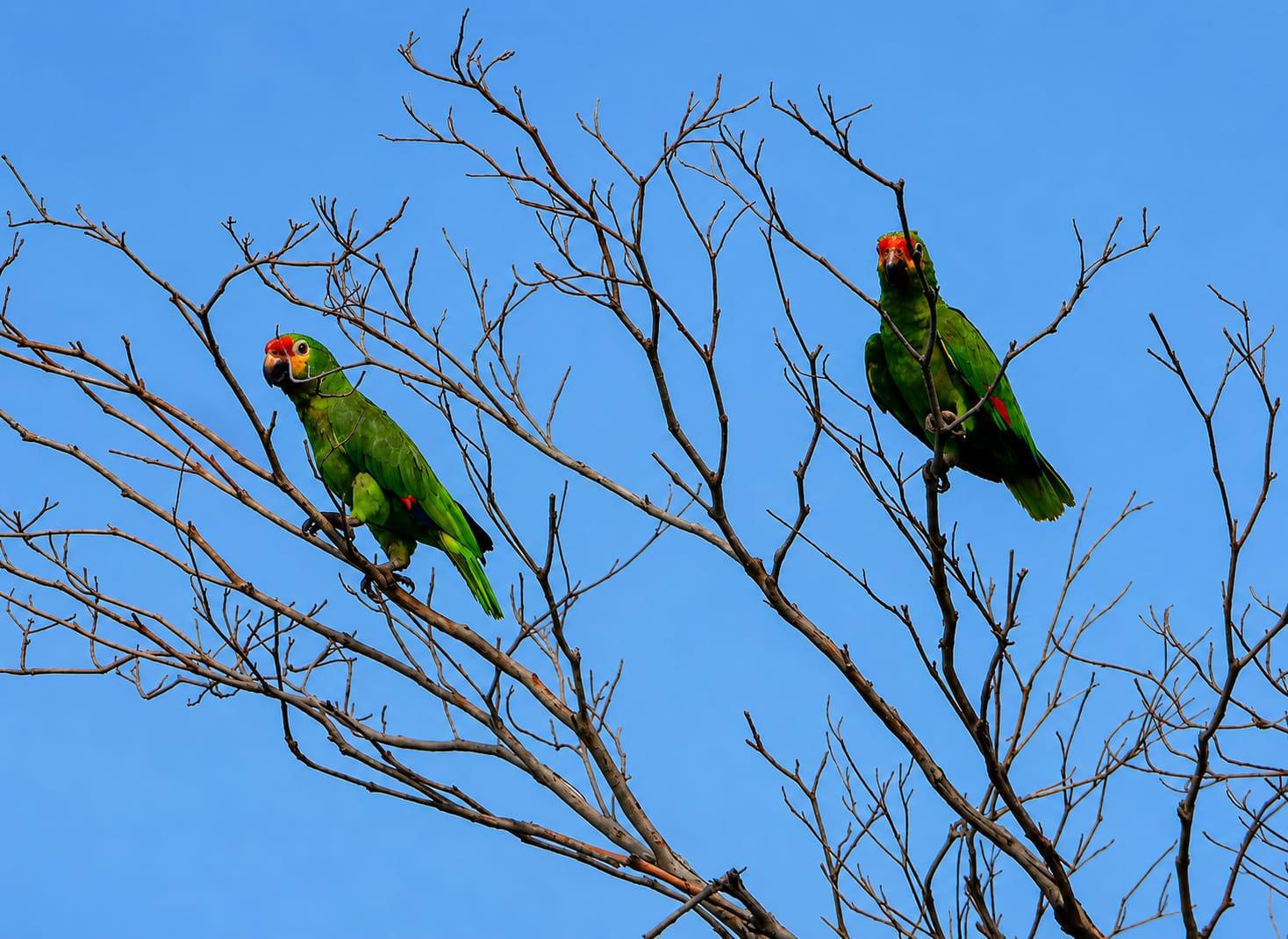 MARENA celebra el Día Mundial de las Aves Migratorias con avistamientos nacionales bajo el lema ‘Aves de Vida y Esperanza