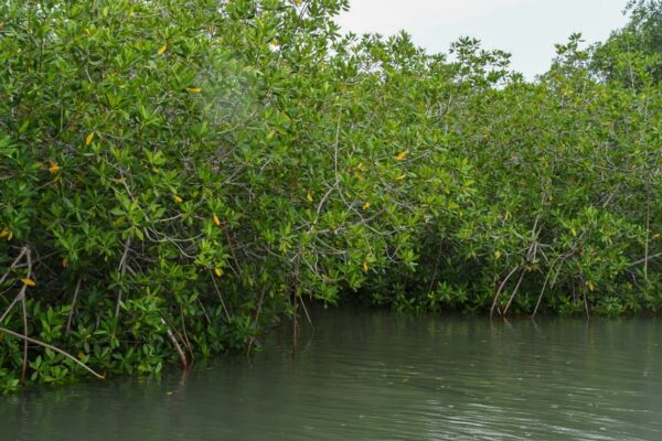 Protección del manglar y recursos marinos avanza con participación comunitaria en Chinandega