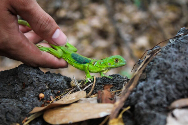 500 iguanas verdes se incorporan a ecosistemas del Parque Nacional Volcán Masaya