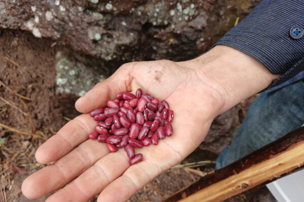 Producción de frijol rojo inicia con expectativas favorables para el ciclo agrícola 2026/2027